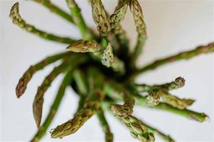 How profitable is asparagus?