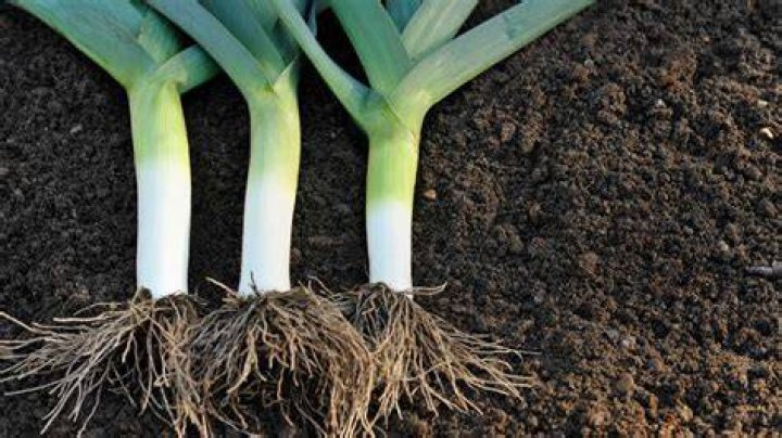 Where is the best place to plant leeks?