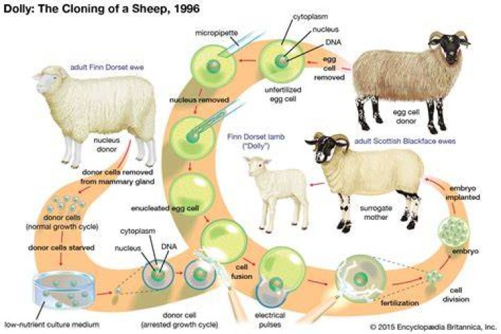 Why should we clone animals?
